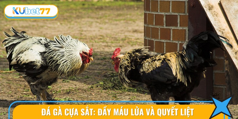 Các Loại Hình Đá Gà Campuchia