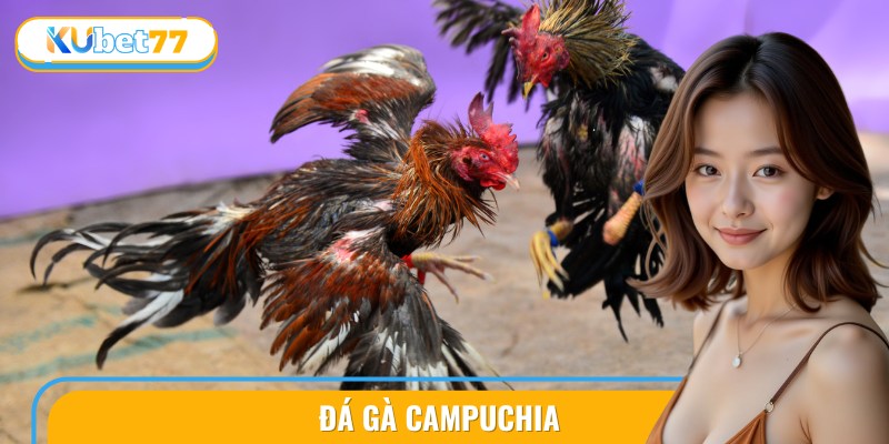 Xem Đá Gà Campuchia Hấp Dẫn: Thủ Thuật Chơi Hay Nhất 5 da ga campuchia