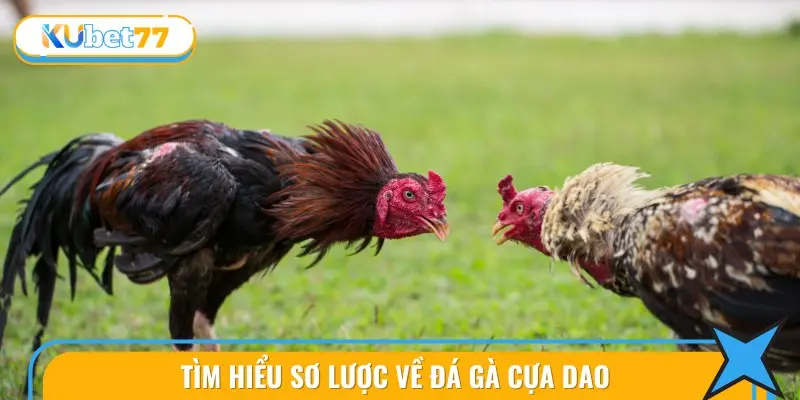 Tìm Hiểu Sơ Lược Về Đá gà cựa dao