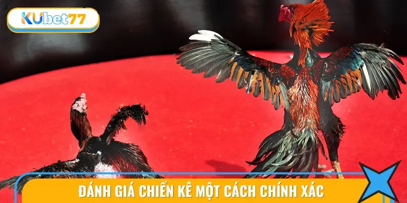 Đánh Giá Chiến Kê Một Cách Chính Xác