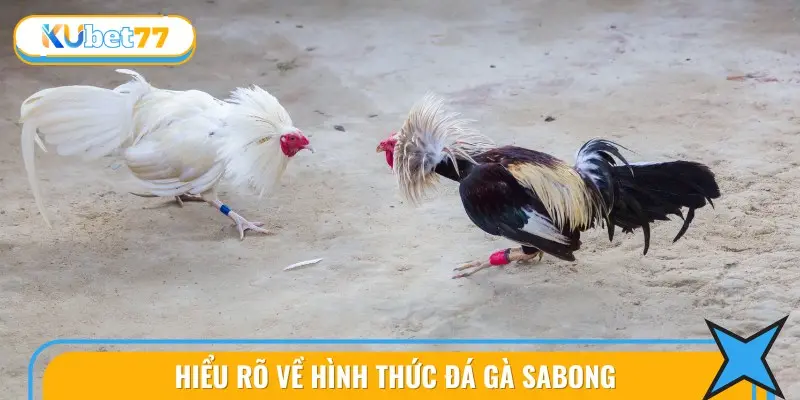 Tìm hiểu chi tiết về hình thức đá gà sabong