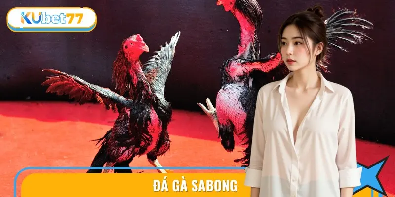 Đá Gà Sabong Tại KUBET77 - Cược Chính Xác, Dễ Thắng Lớn 3 Đá Gà Sabong