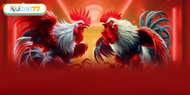 Đá Gà Thomo – Đấu Trường Huyền Thoại Khuấy Đảo Giới Cá Cược 3 Đọc ngay luật lệ được quy định trong sới đá gà Thomo