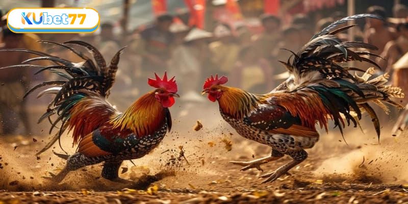 Đá Gà Thomo – Đấu Trường Huyền Thoại Khuấy Đảo Giới Cá Cược 4 Áp dụng ngay những mẹo chơi cực hiệu quả